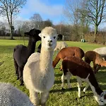 Enchanting With Alpacas In Lundeborg