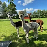 Enchanting With Alpacas In بيت للعطل *