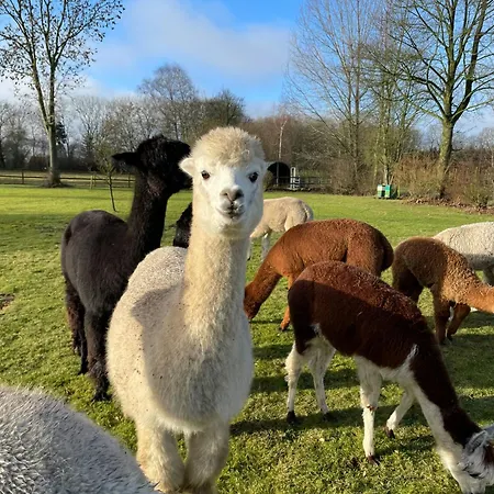 Enchanting With Alpacas In Lundeborg