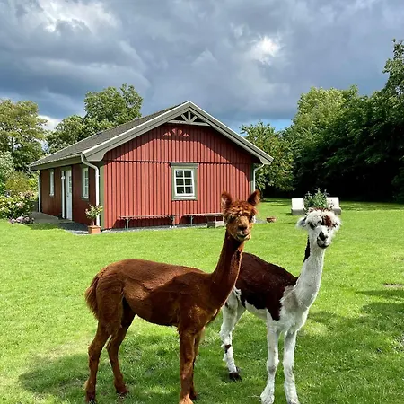 Ferienhaus Enchanting With Alpacas In *