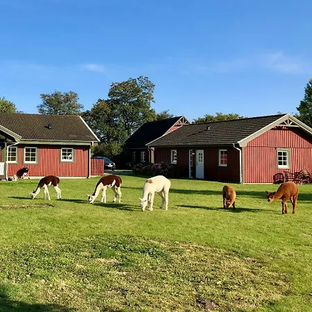 Enchanting With Alpacas In *