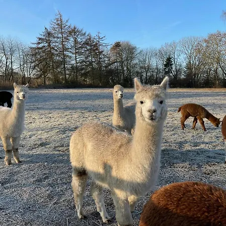 Enchanting With Alpacas In Ferienhaus Lundeborg