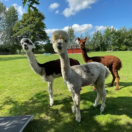 Enchanting With Alpacas In Casa de Férias *