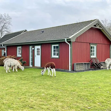 Enchanting With Alpacas In *