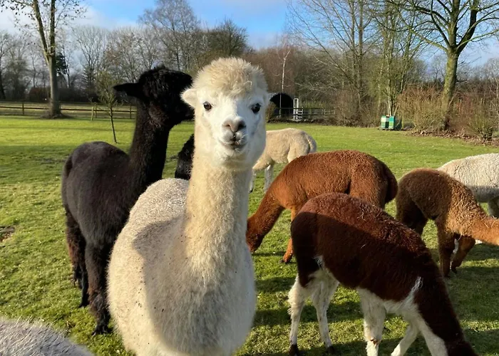 Enchanting With Alpacas In Lundeborg