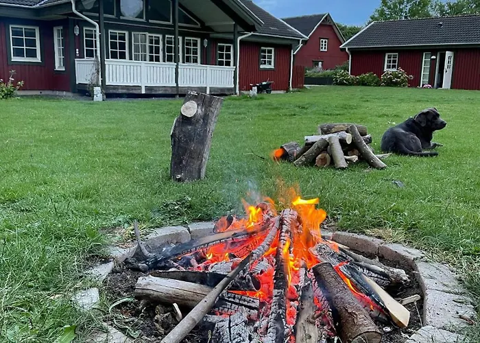 Enchanting With Alpacas In *