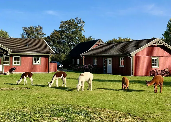 Enchanting With Alpacas In *