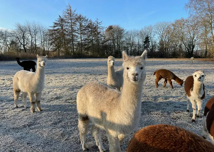 Enchanting With Alpacas In Сasa de vacaciones Lundeborg