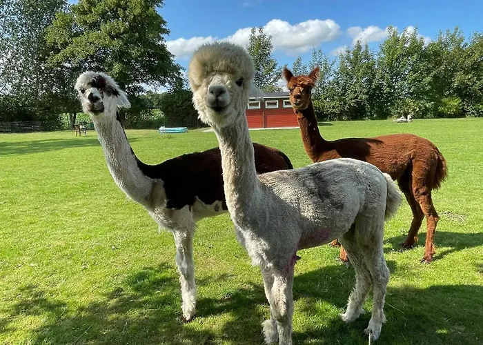 Enchanting With Alpacas In Сasa de vacaciones *