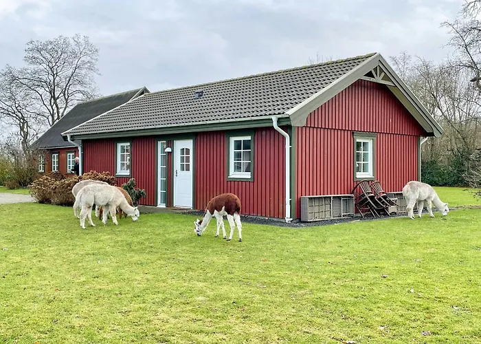 Enchanting With Alpacas In *